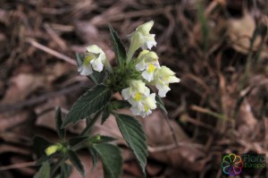 Galeopsis segetum  (2)